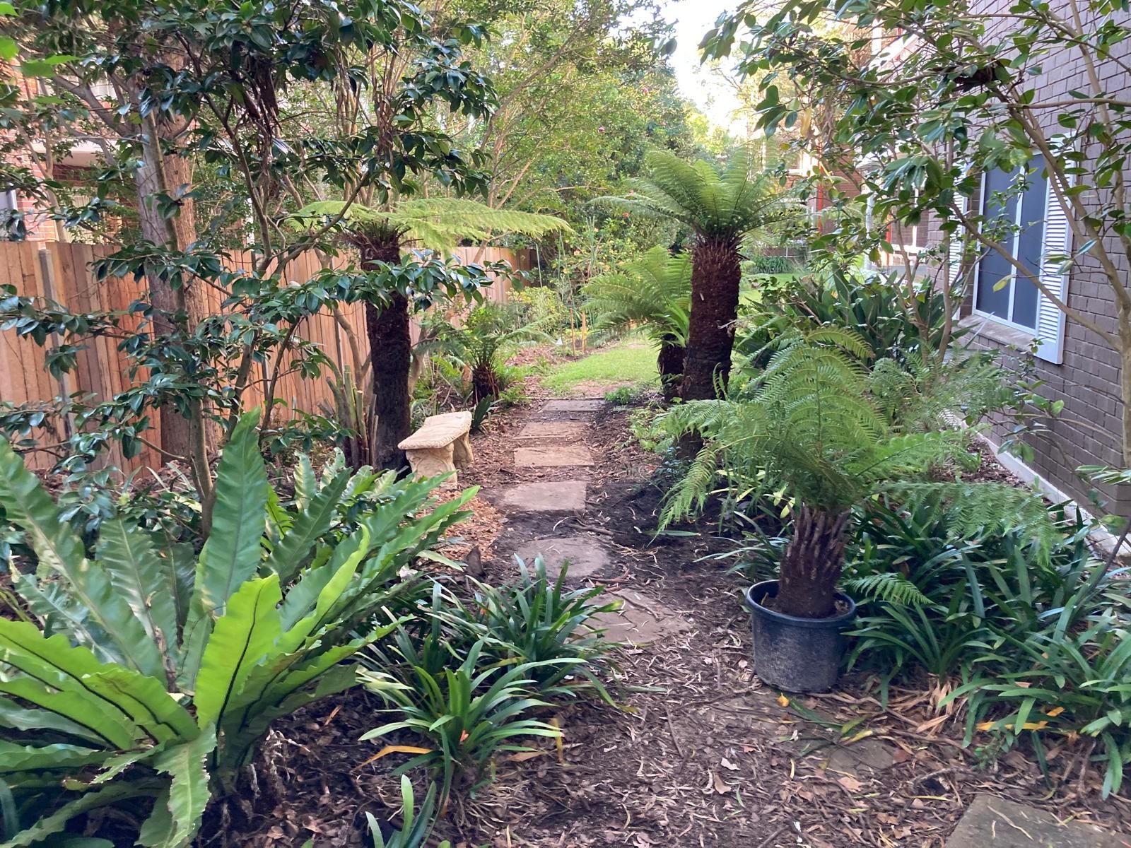 Lush tree fern garden pathway
