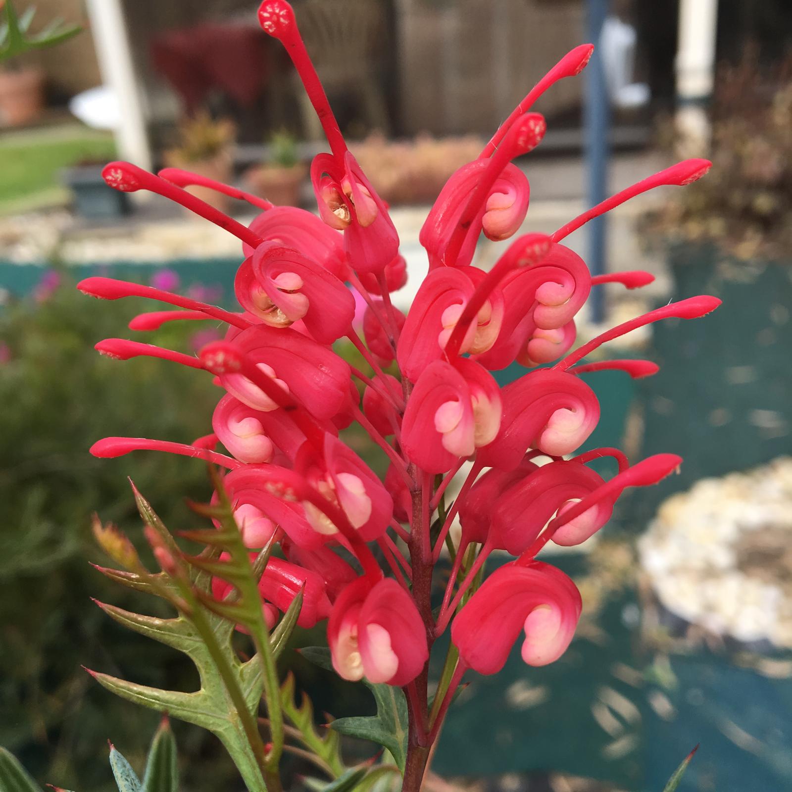 Grevillea macro — the page's visual motif