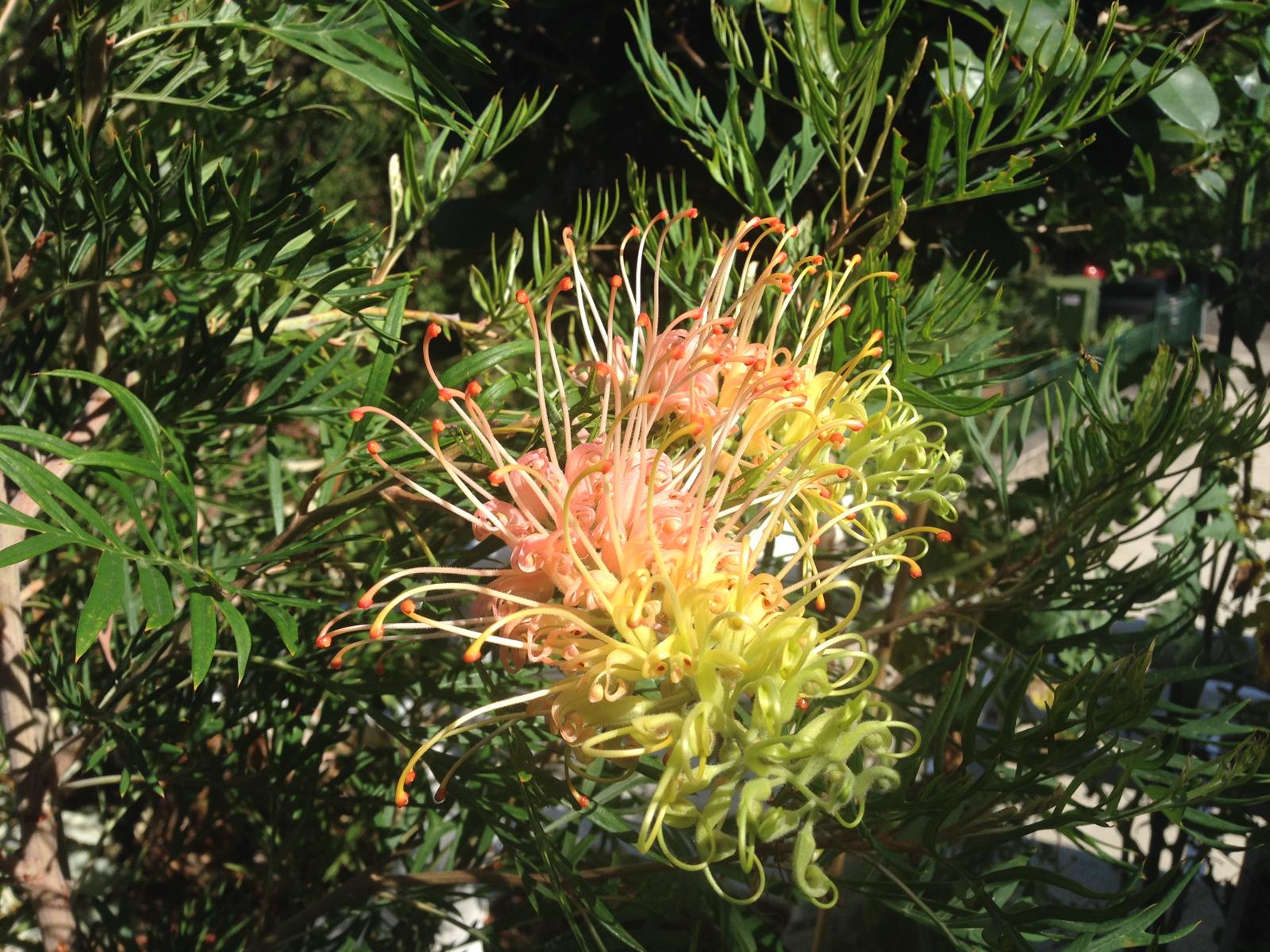 Grevillea Peaches & Cream — organic complexity mirroring the agent swarm
