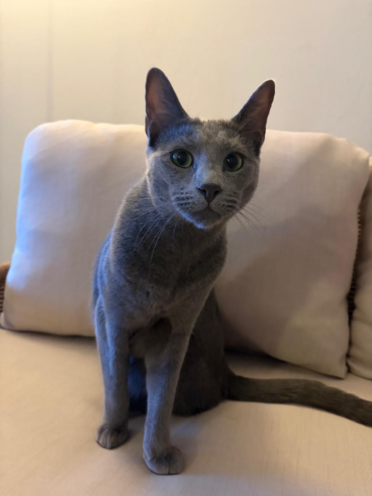 Paddington, Timothy's Russian Blue cat