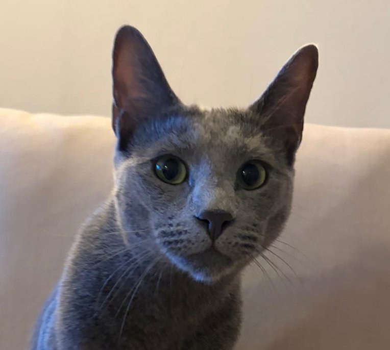 Paddington - Russian Blue Excellence